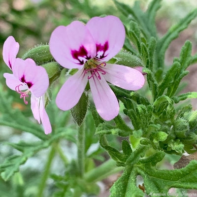 Scented Geranium 'Skeleton Rose'