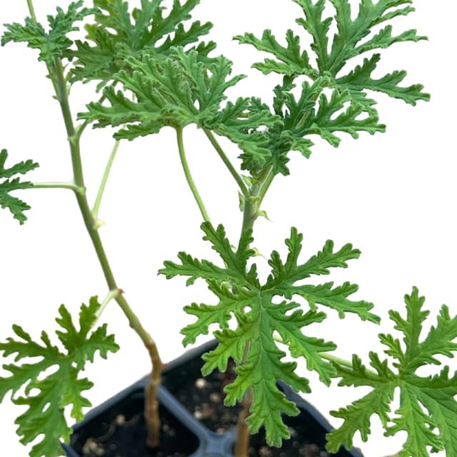 Scented Geranium 'Skeleton Rose'