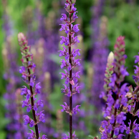 Salvia Caradonna