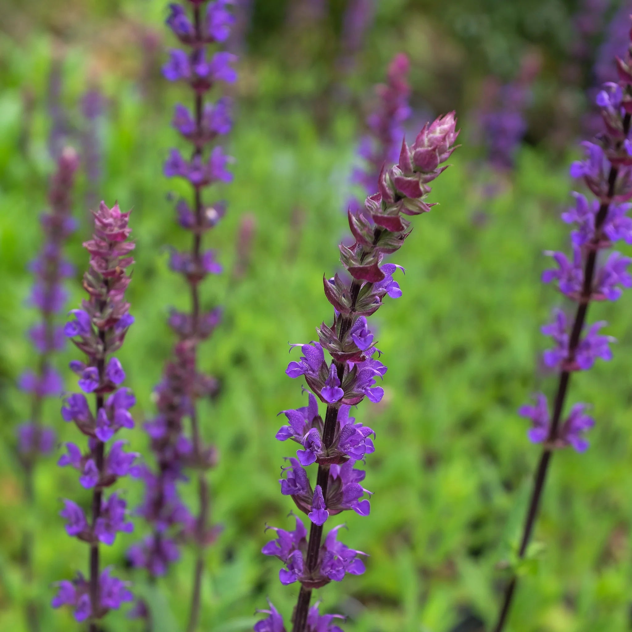 Salvia Caradonna