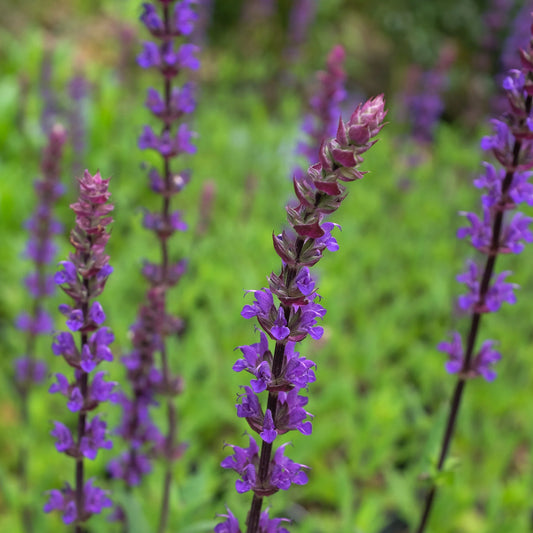 Salvia Caradonna