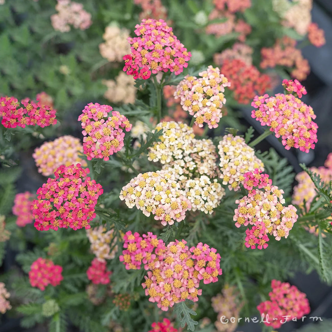 Achillea Sassy Summer Taffy