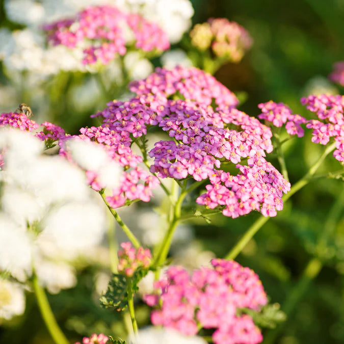 Achillea Cerise Queen