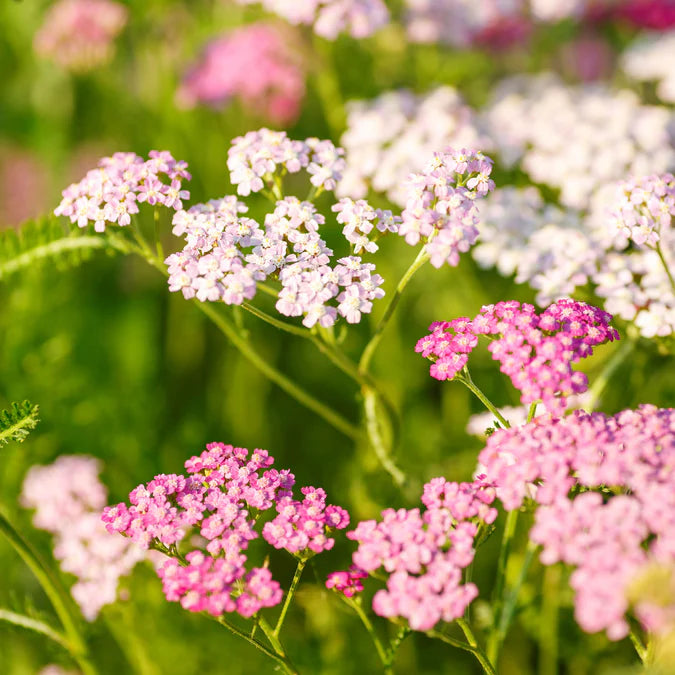 Achillea Cerise Queen